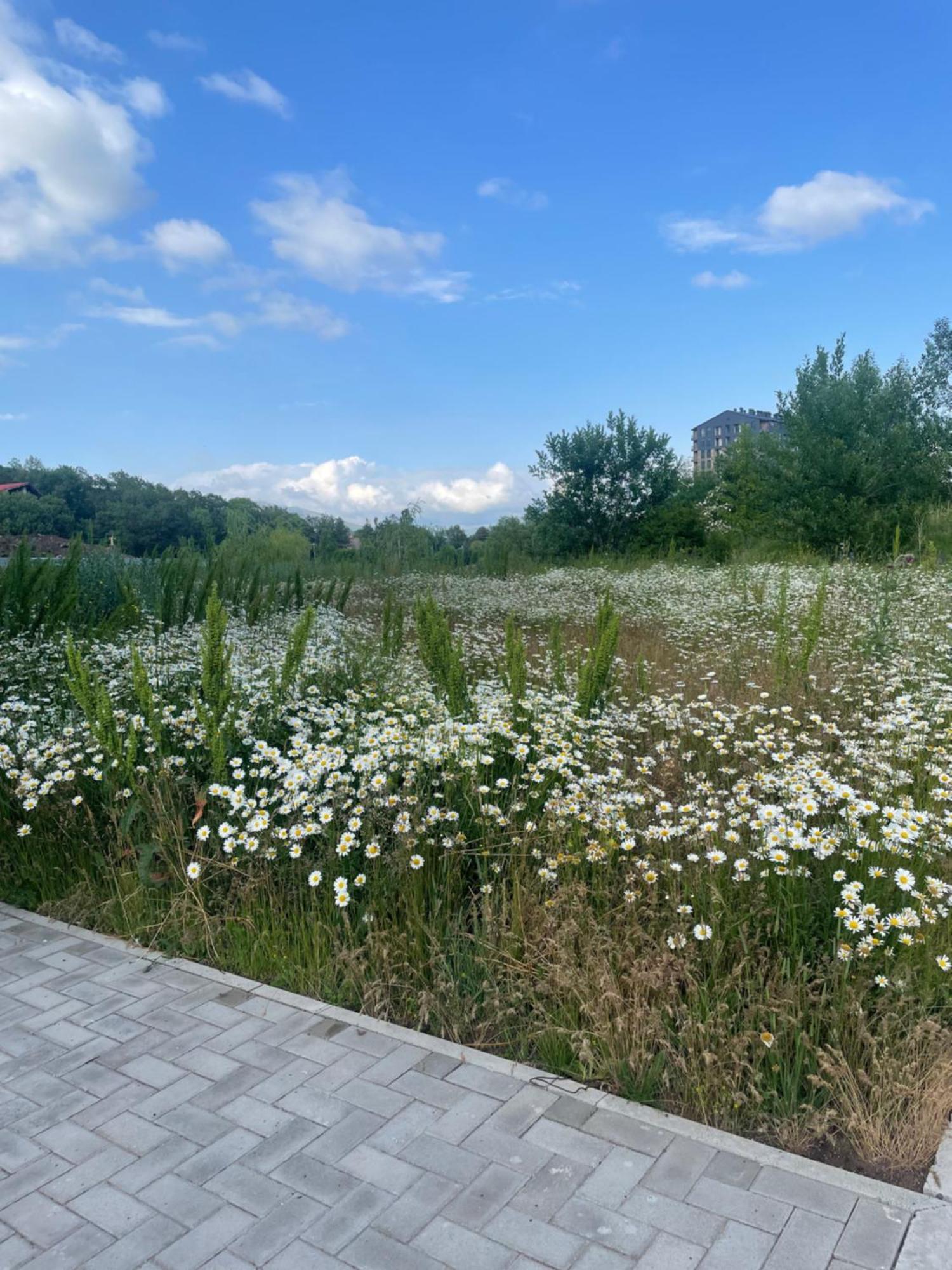 Tsaghkadzor Alvina Complex 아파트 외부 사진